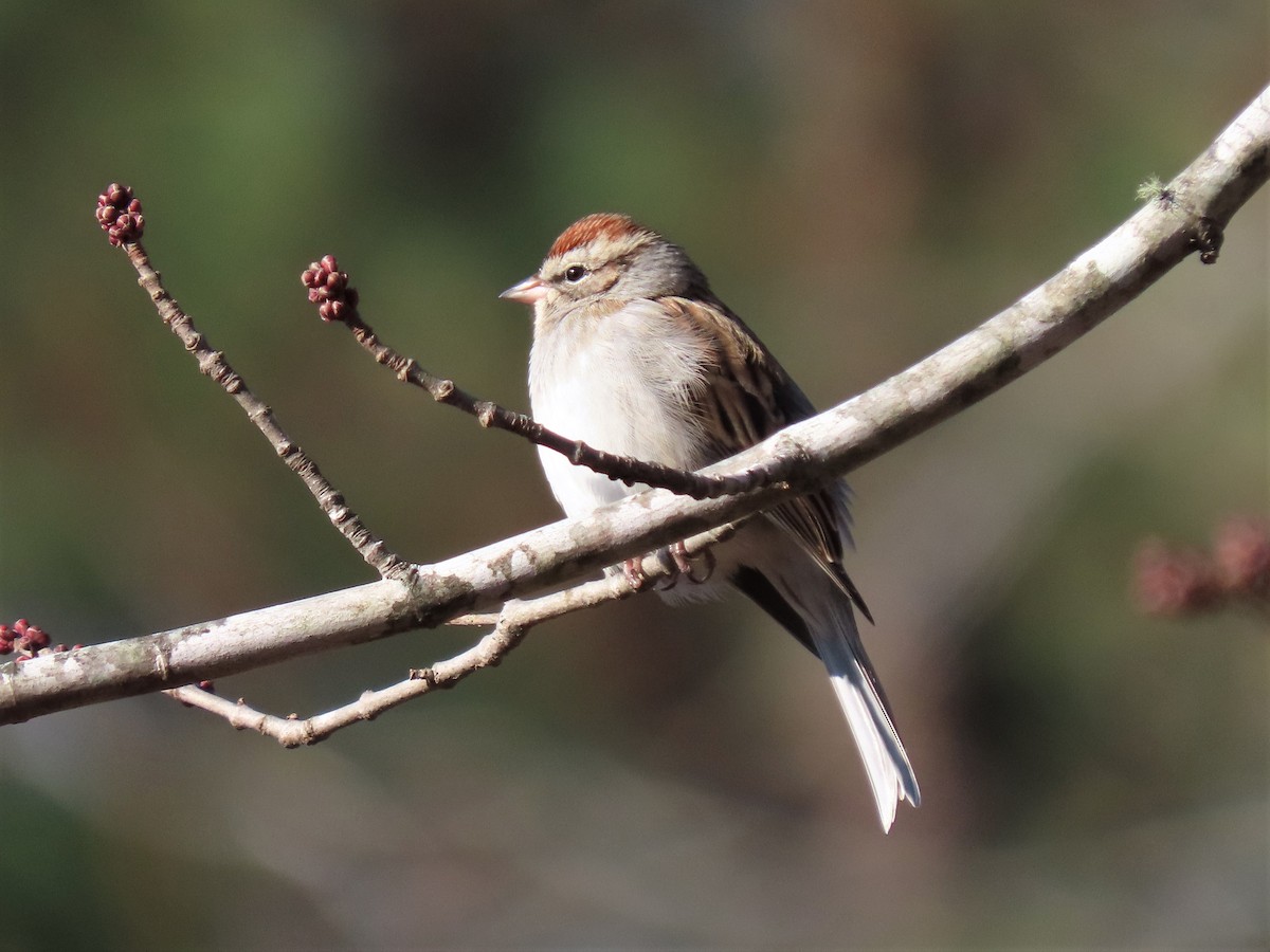 Chipping Sparrow - ML515028801