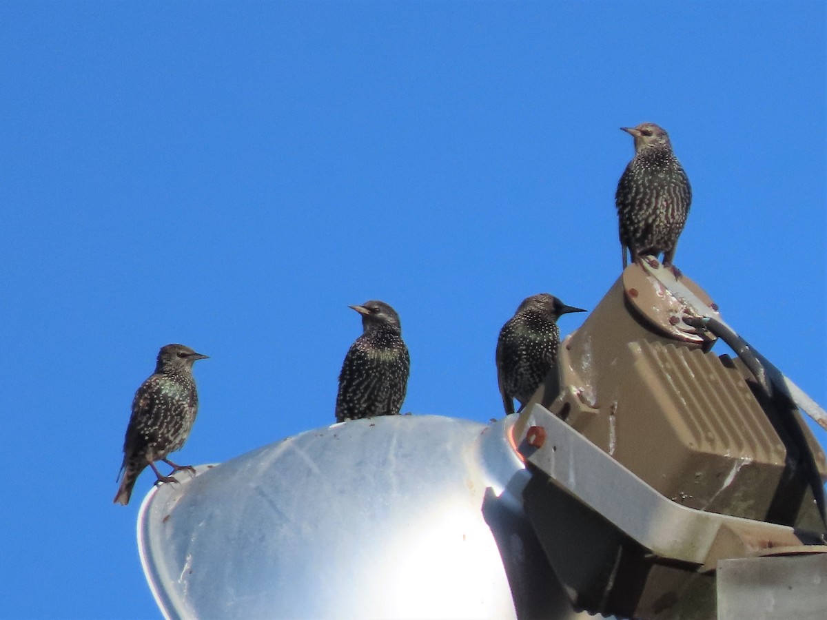 European Starling - ML515028971