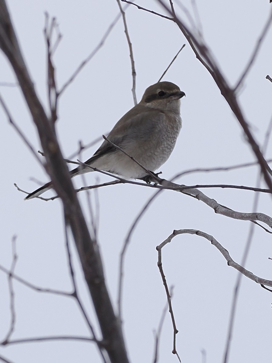 Northern Shrike - ML515029071