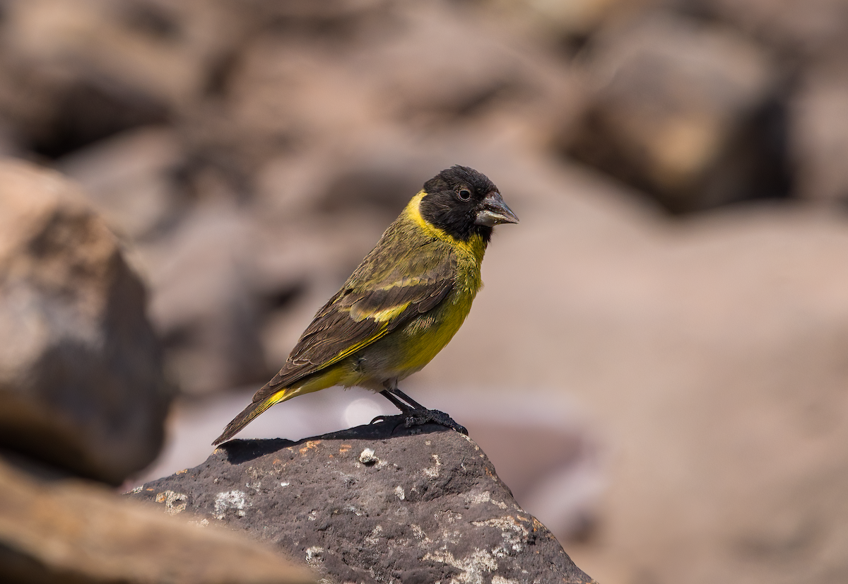 Thick-billed Siskin - ML515029801