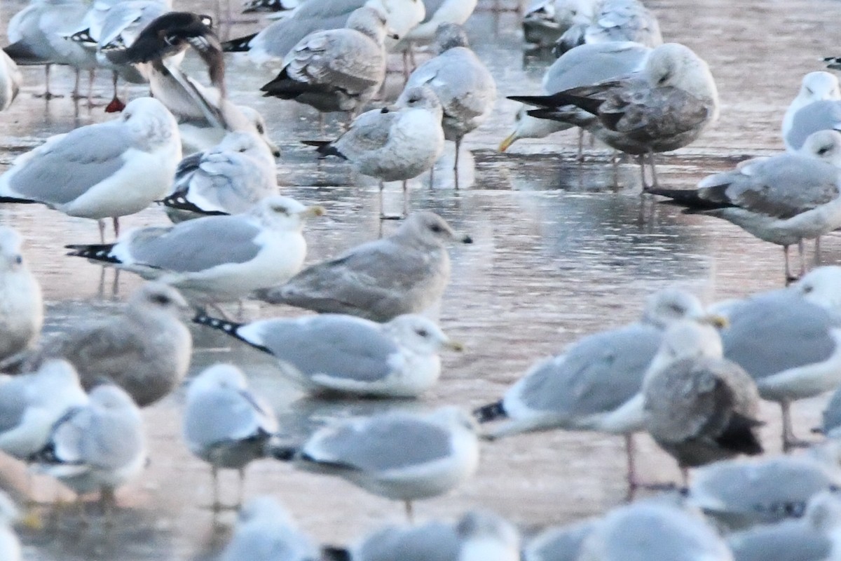 Iceland Gull (Thayer's) - ML515030281