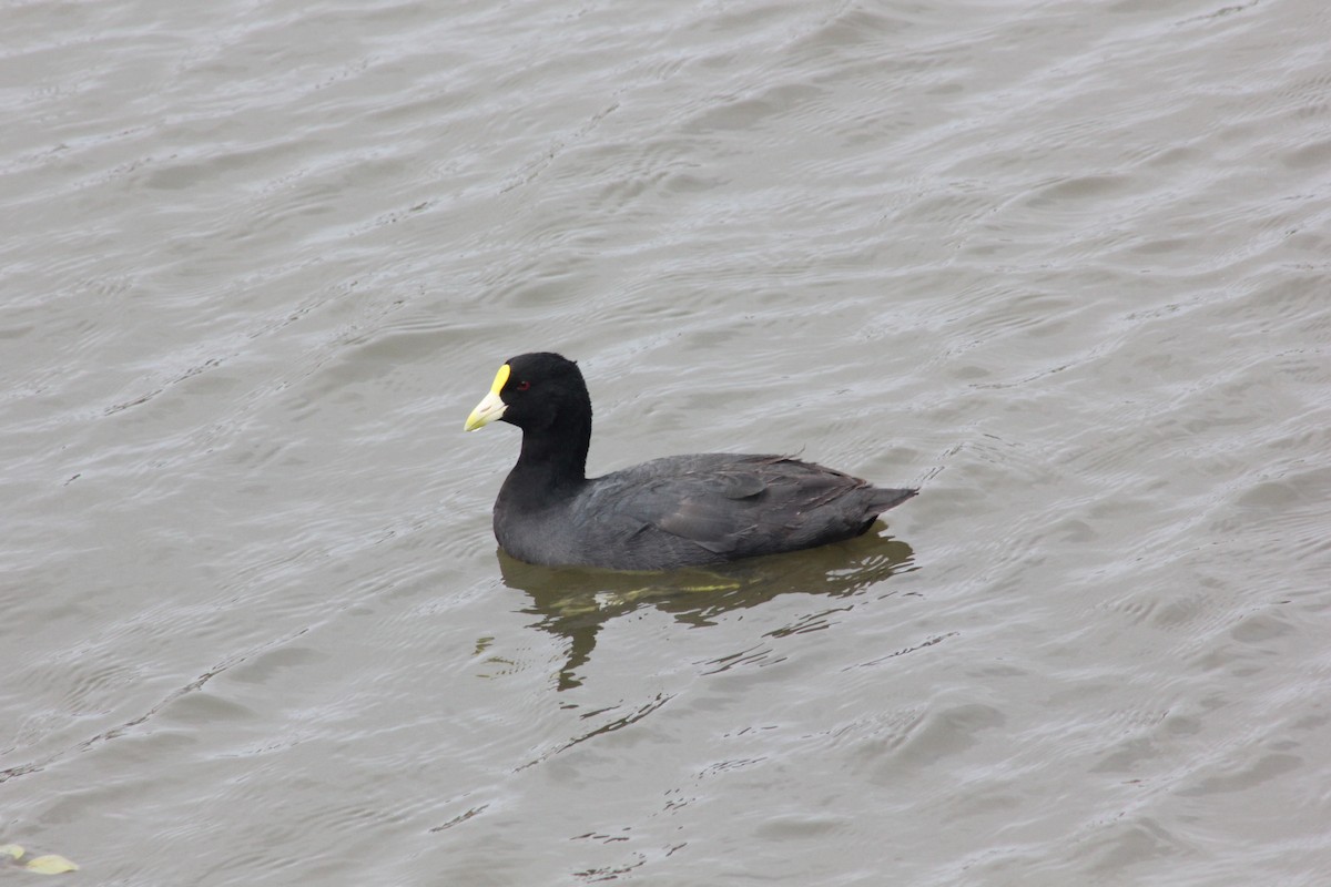 White-winged Coot - ML515030531
