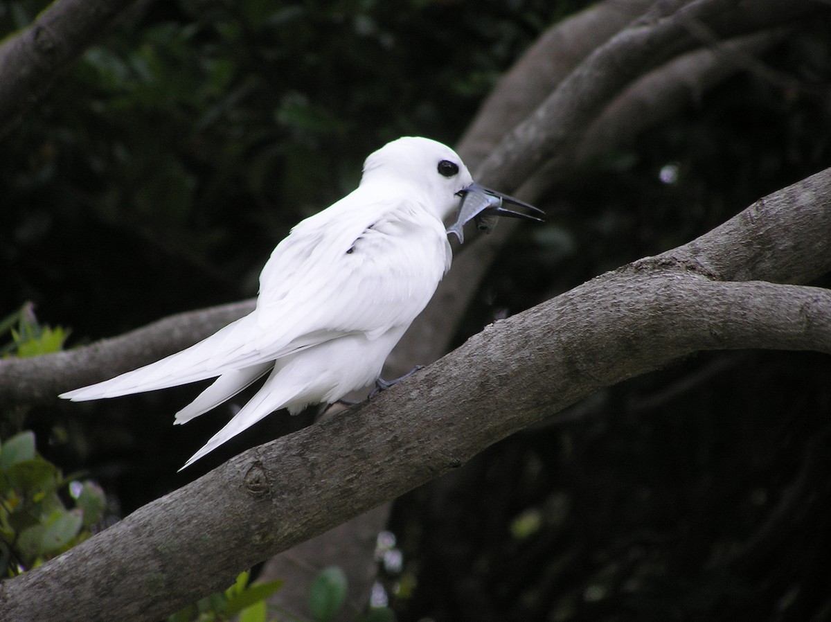 White Tern - ML515030971