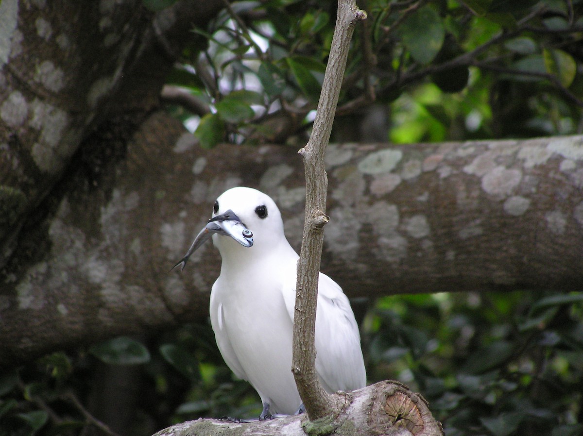 White Tern - ML515030991