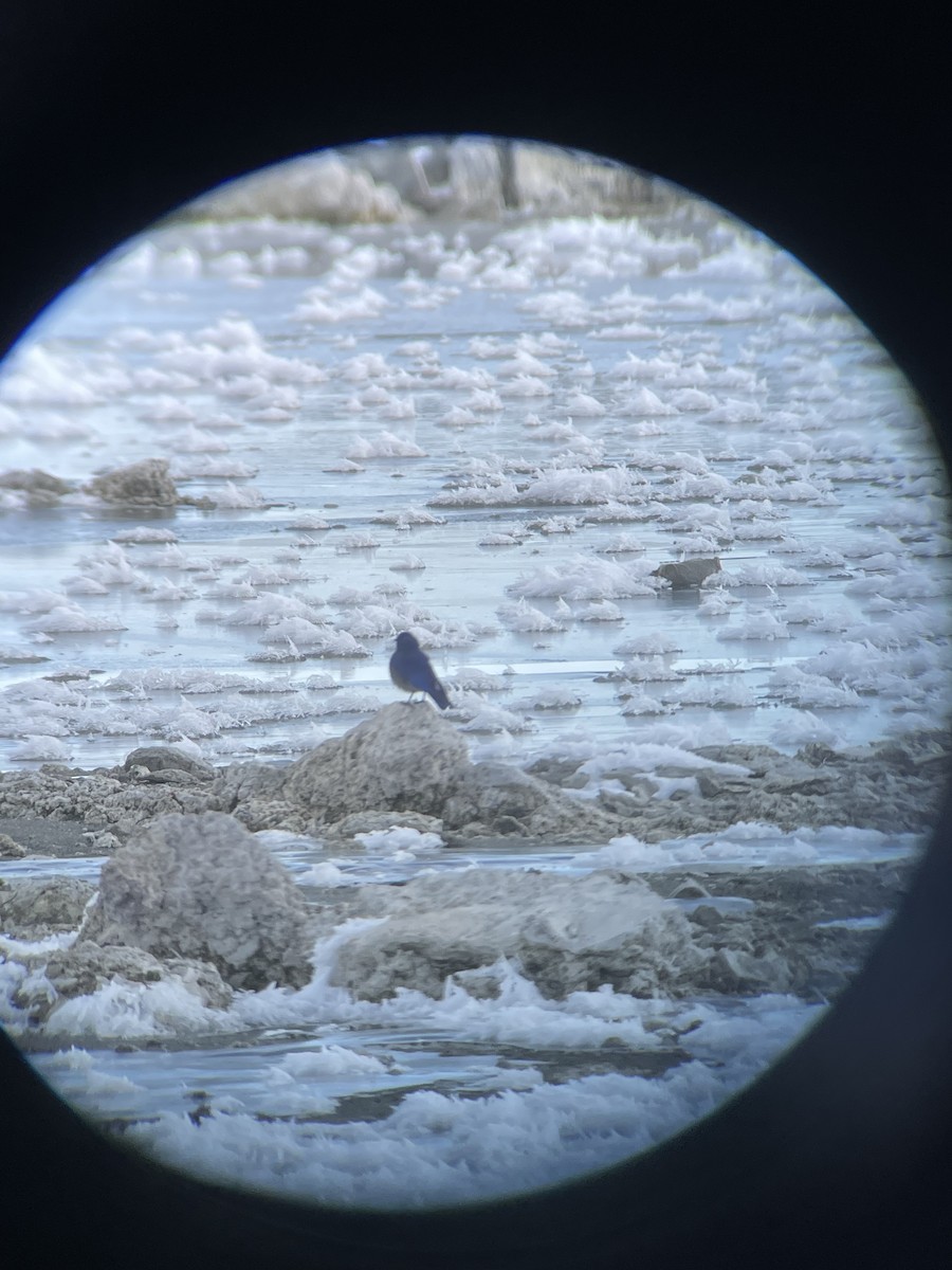 Western Bluebird - ML515031051