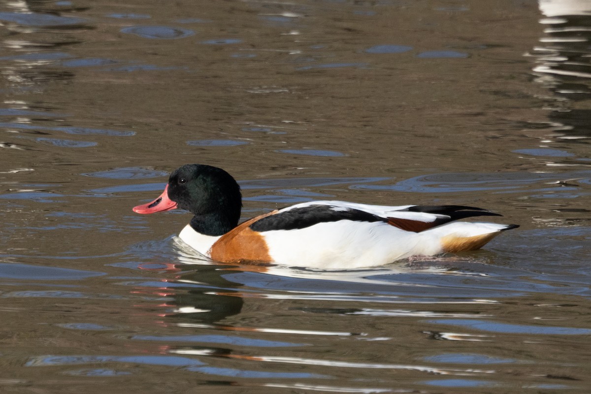 Common Shelduck - Ross Gallardy