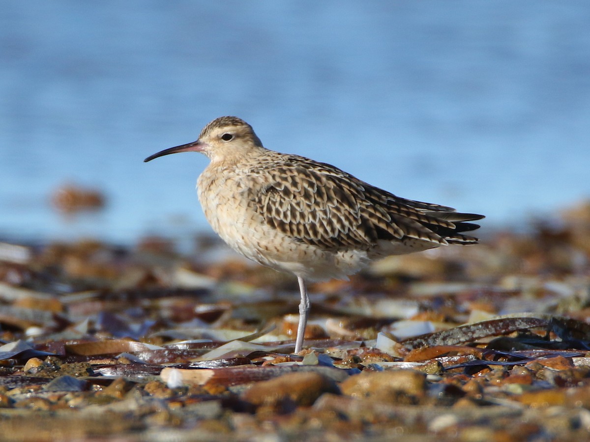 Little Curlew - ML51503221