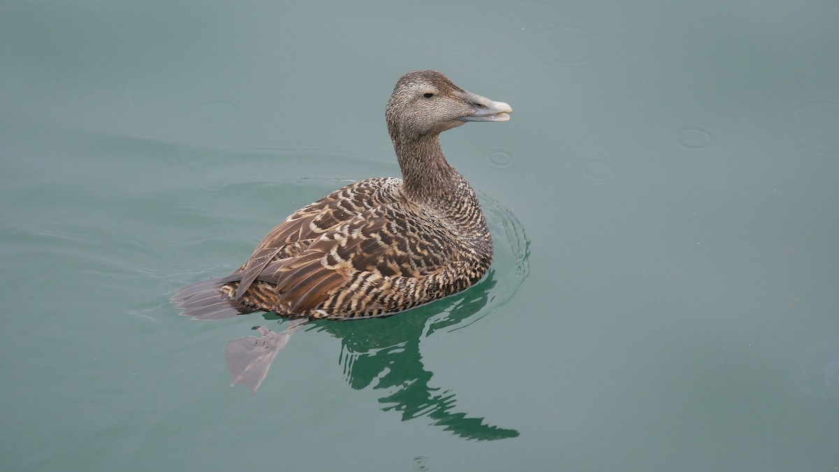 Common Eider - ML515033401