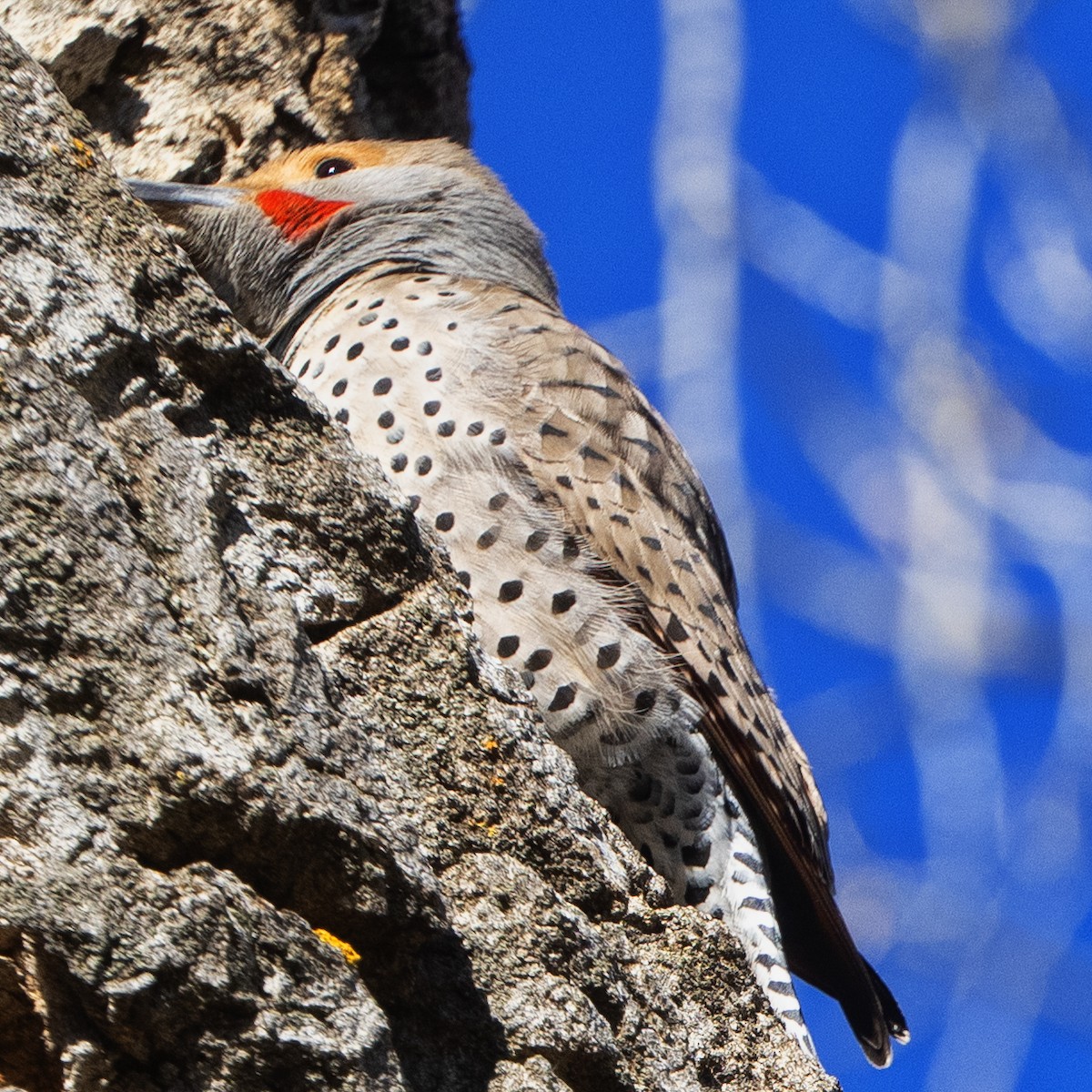 Northern Flicker - ML515034661