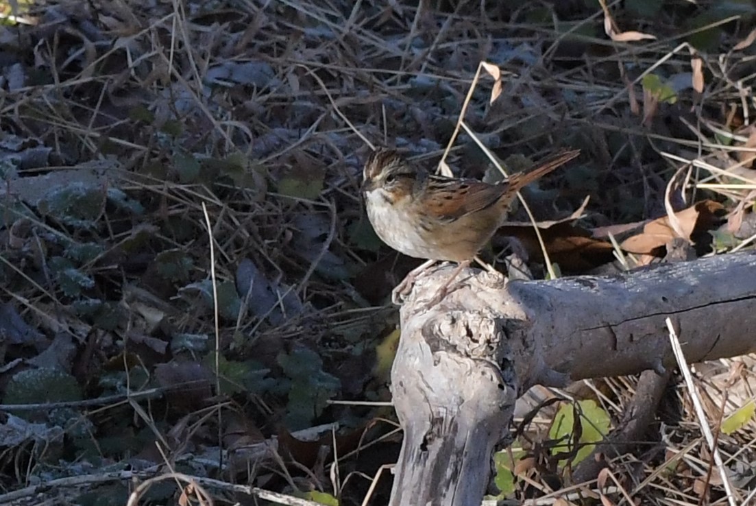 Swamp Sparrow - ML515035351