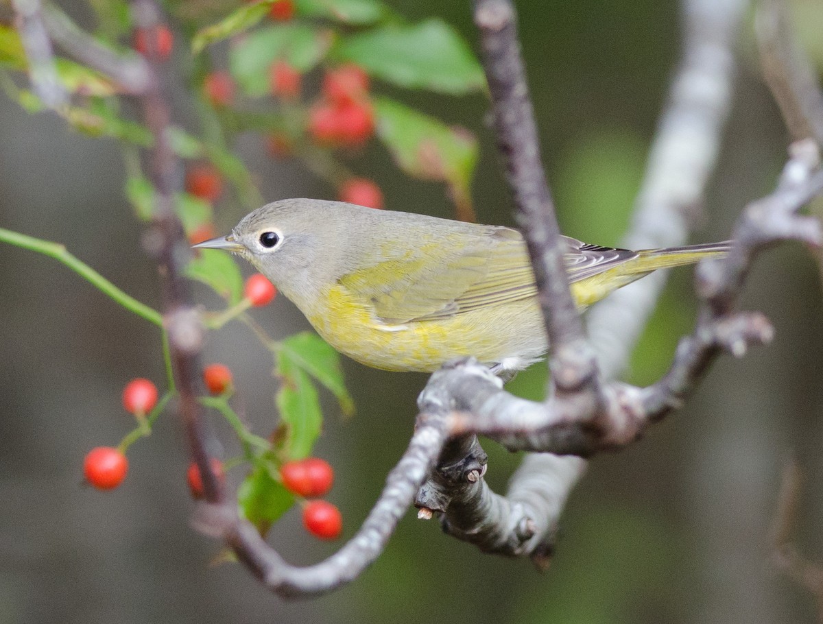 Nashville Warbler - ML51503561