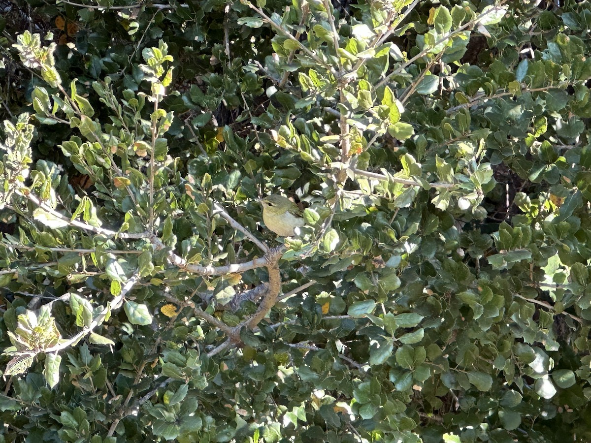 Tennessee Warbler - ML515035751