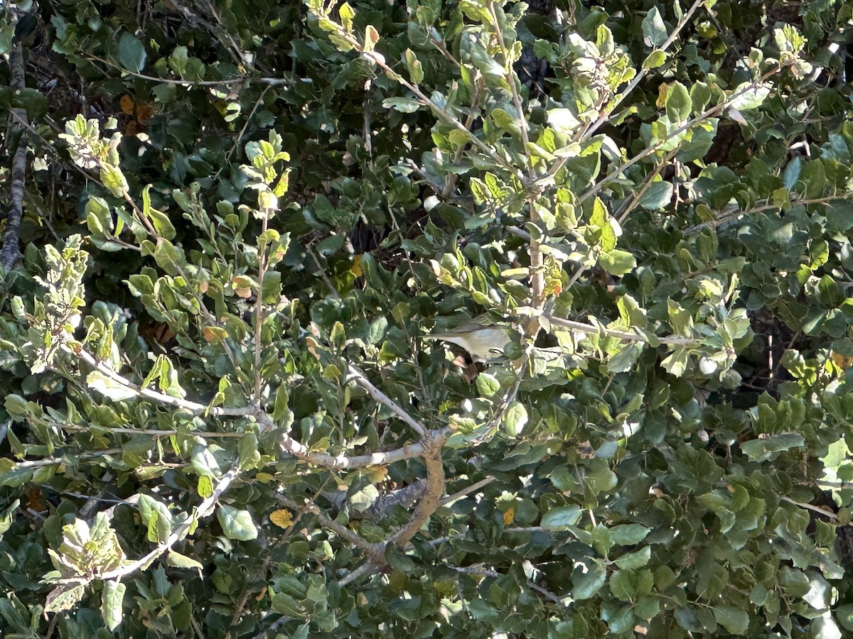 Tennessee Warbler - ML515035761