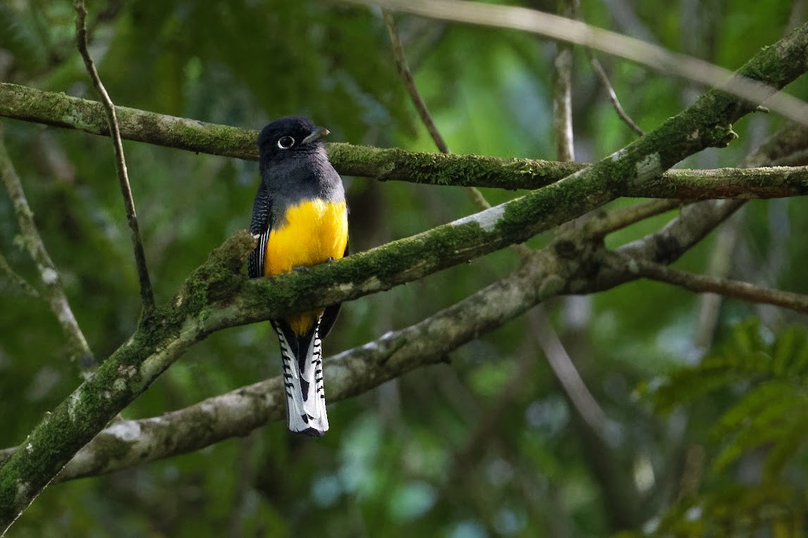 Guianan Trogon - ML515035961