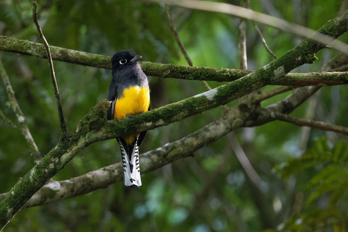 trogon guyanský - ML515035961