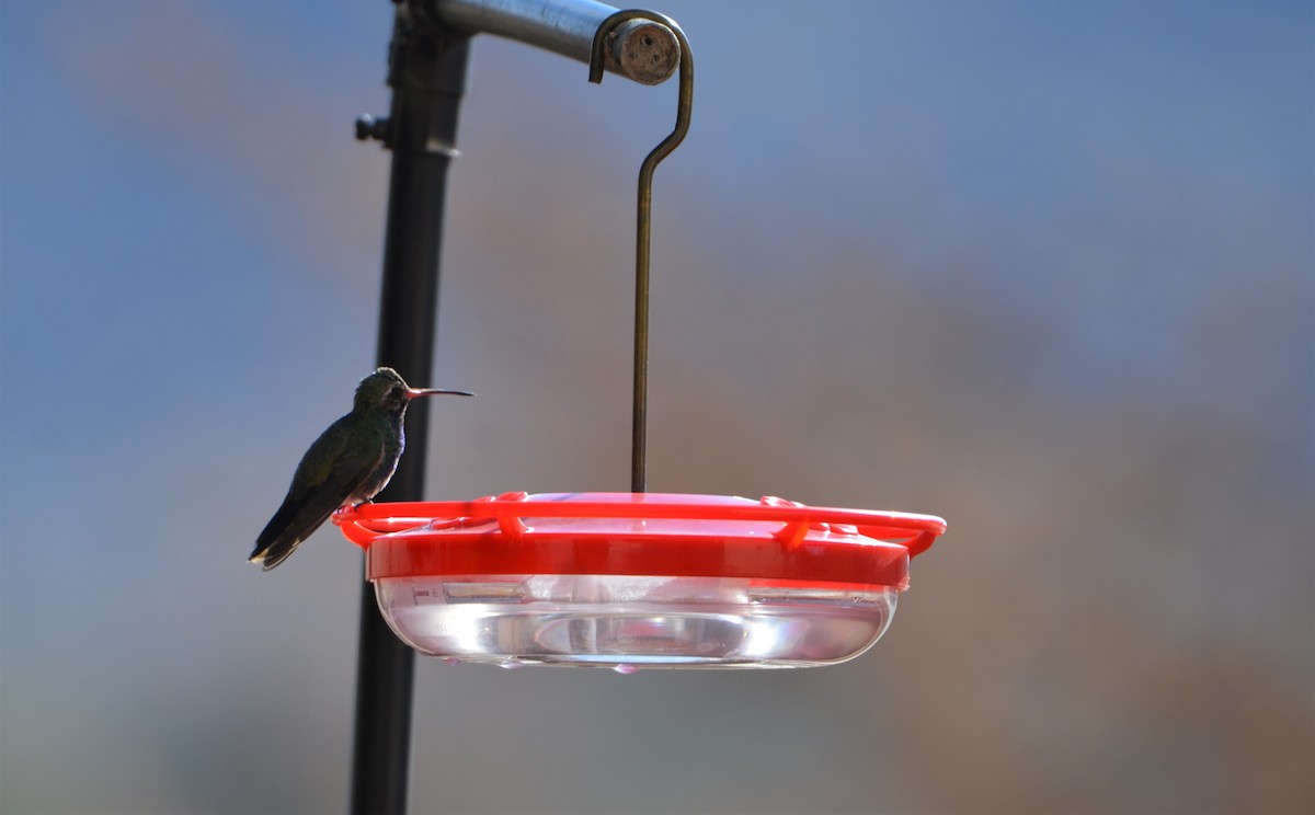 Broad-billed Hummingbird - ML515037231