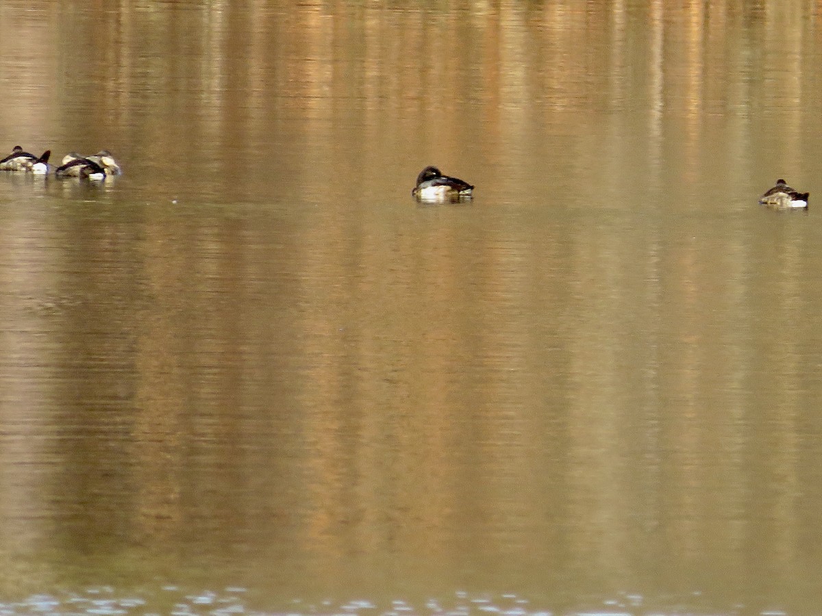 Lesser Scaup - ML515037921