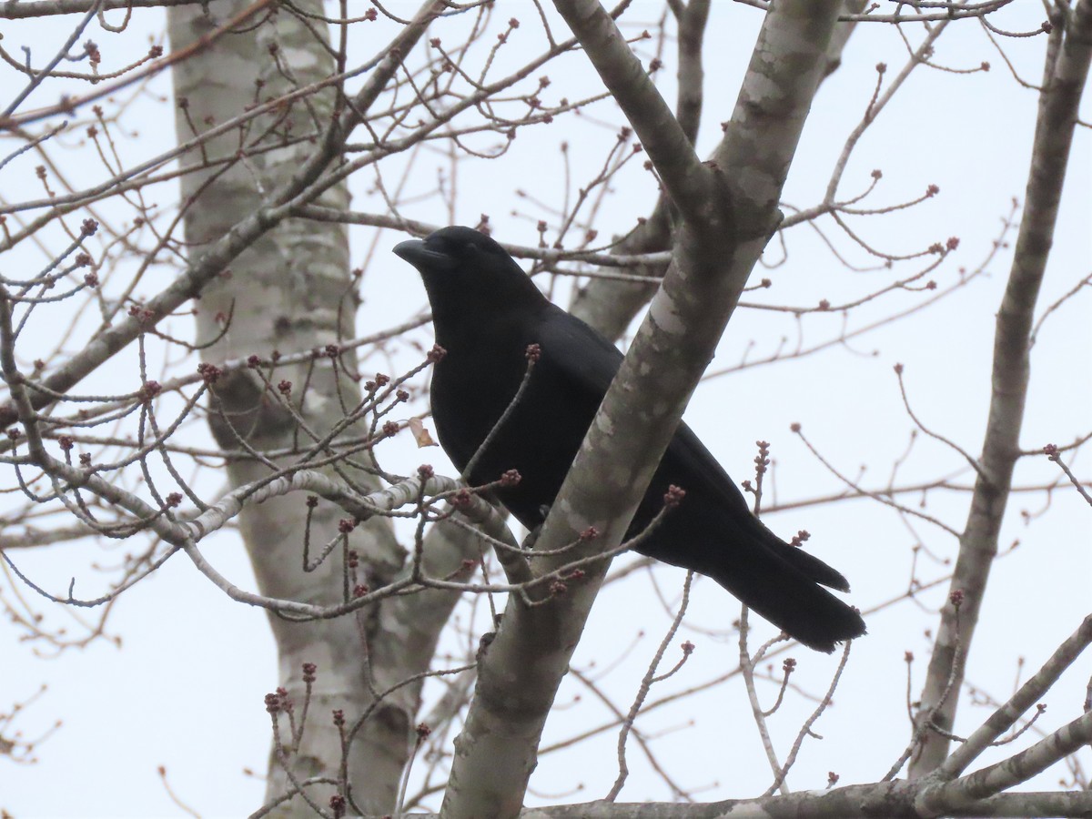 American Crow - ML515038301