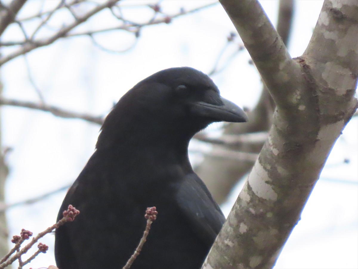 American Crow - ML515038311