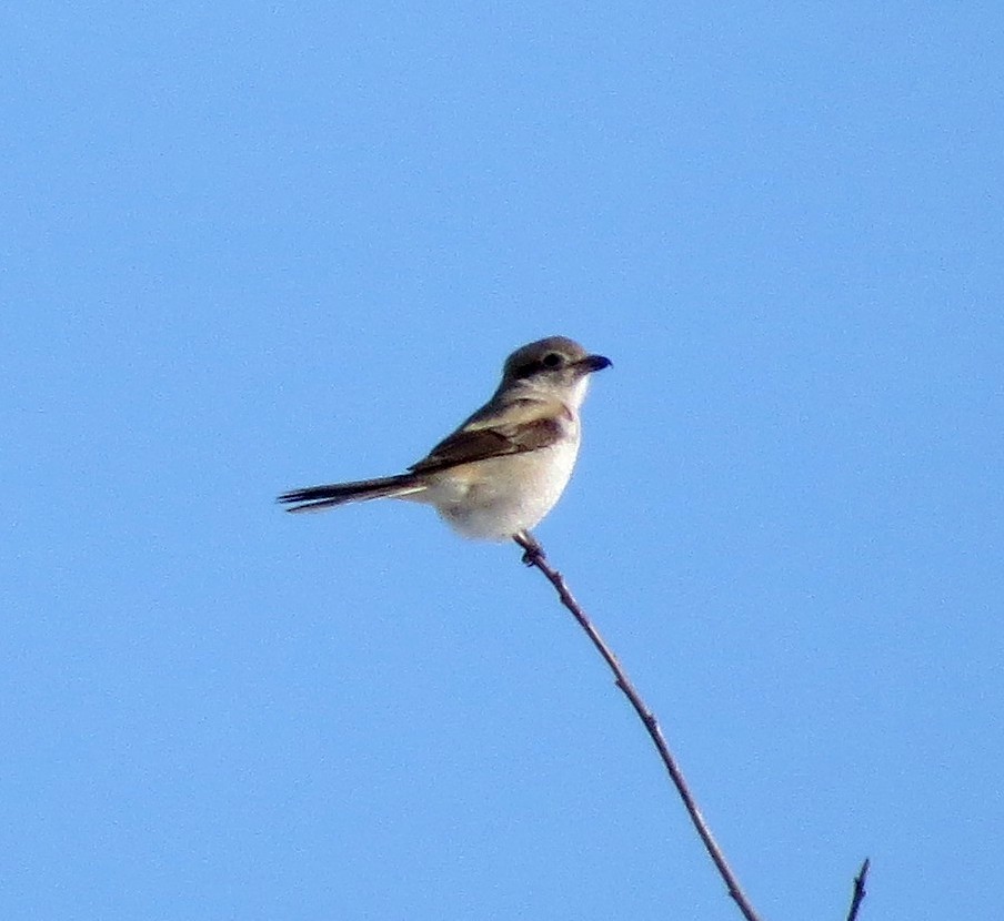 חנקן צפוני - ML51503871