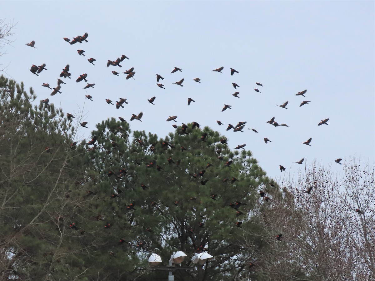 Red-winged Blackbird - ML515038751