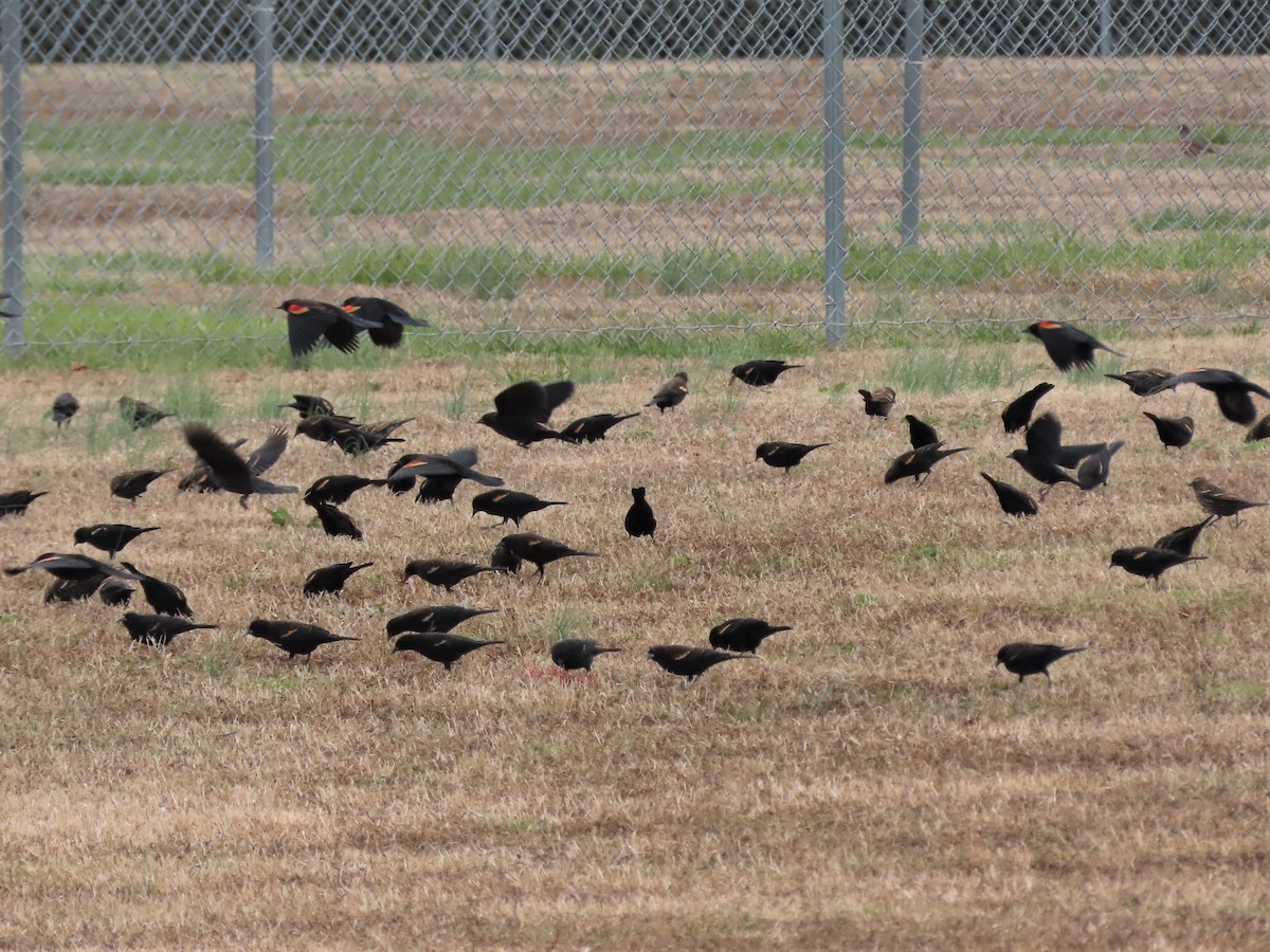 Red-winged Blackbird - ML515038761
