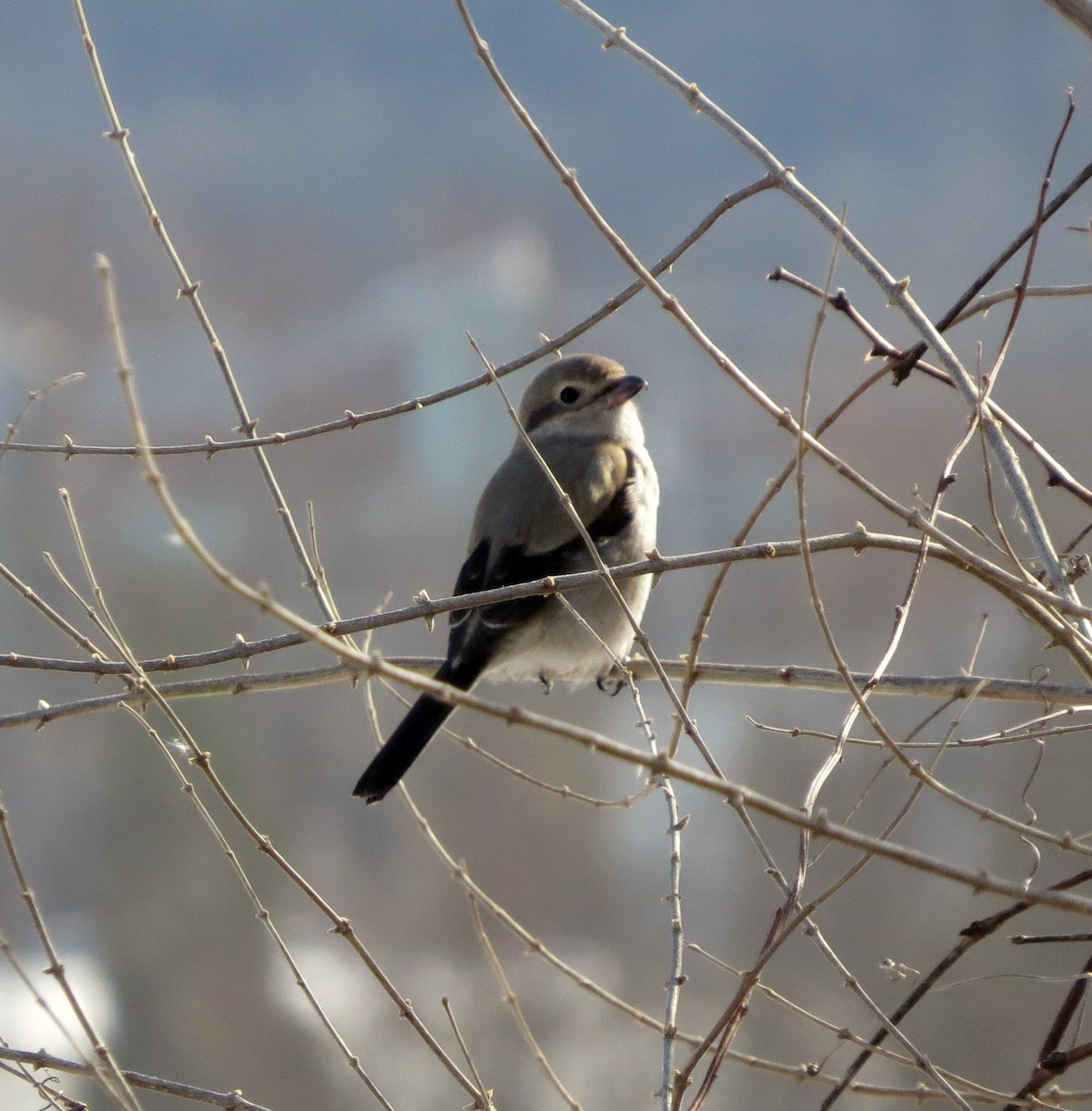 Boreal Örümcekkuşu - ML51503881