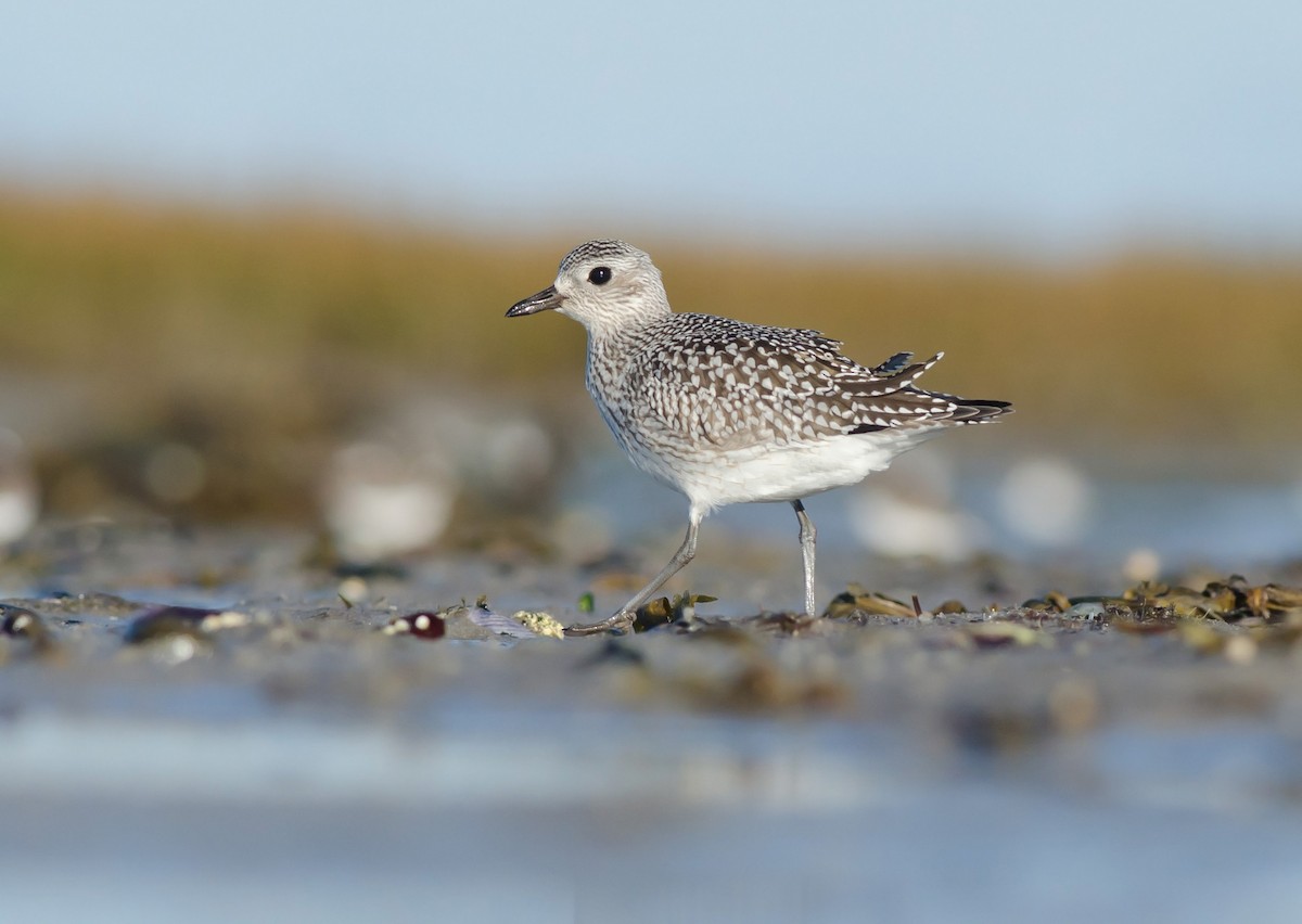 Black-bellied Plover - ML51504071