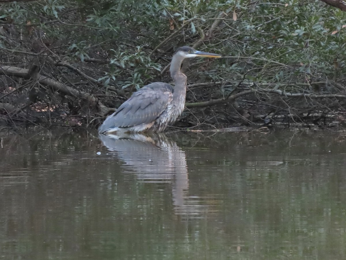 Great Blue Heron - ML515041711