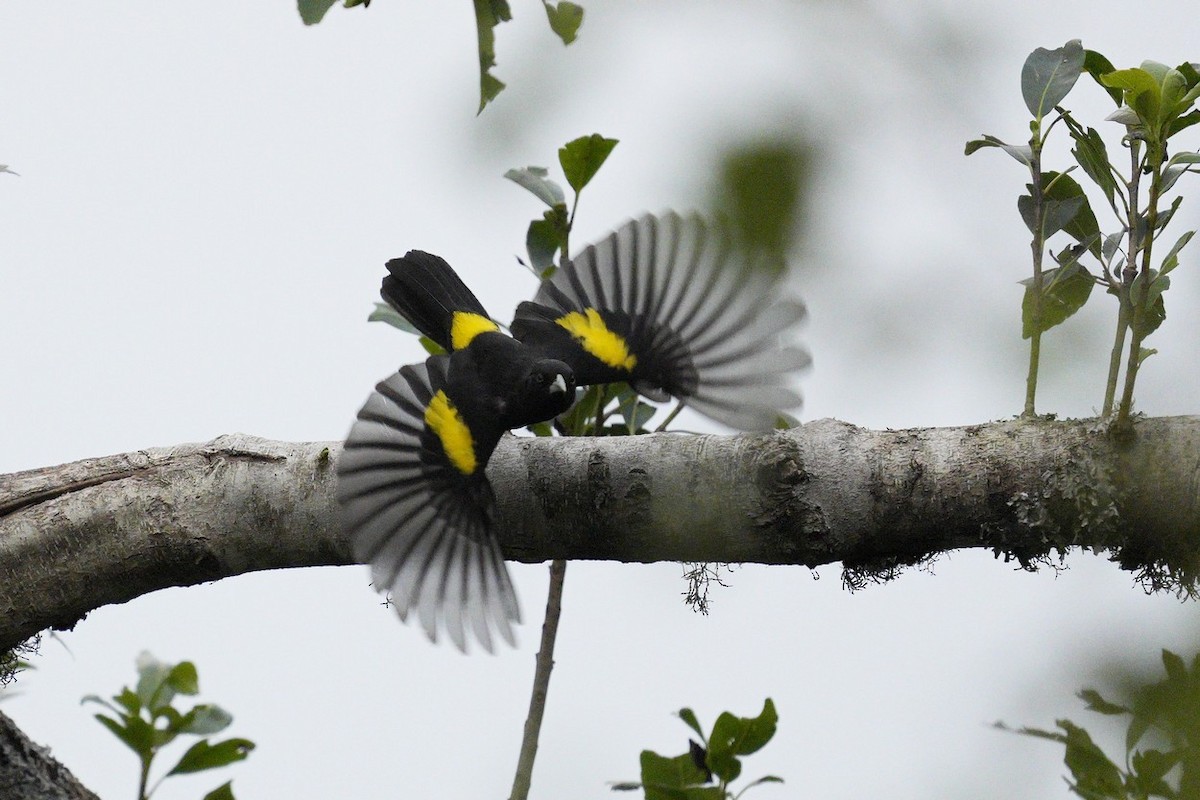 Golden-winged Cacique - Jorge Claudio Schlemmer