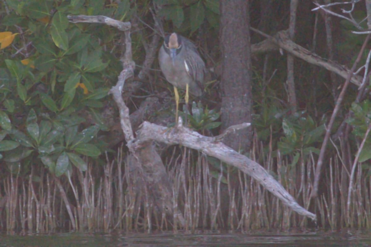 Yellow-crowned Night Heron - Gareth Morris-Hale