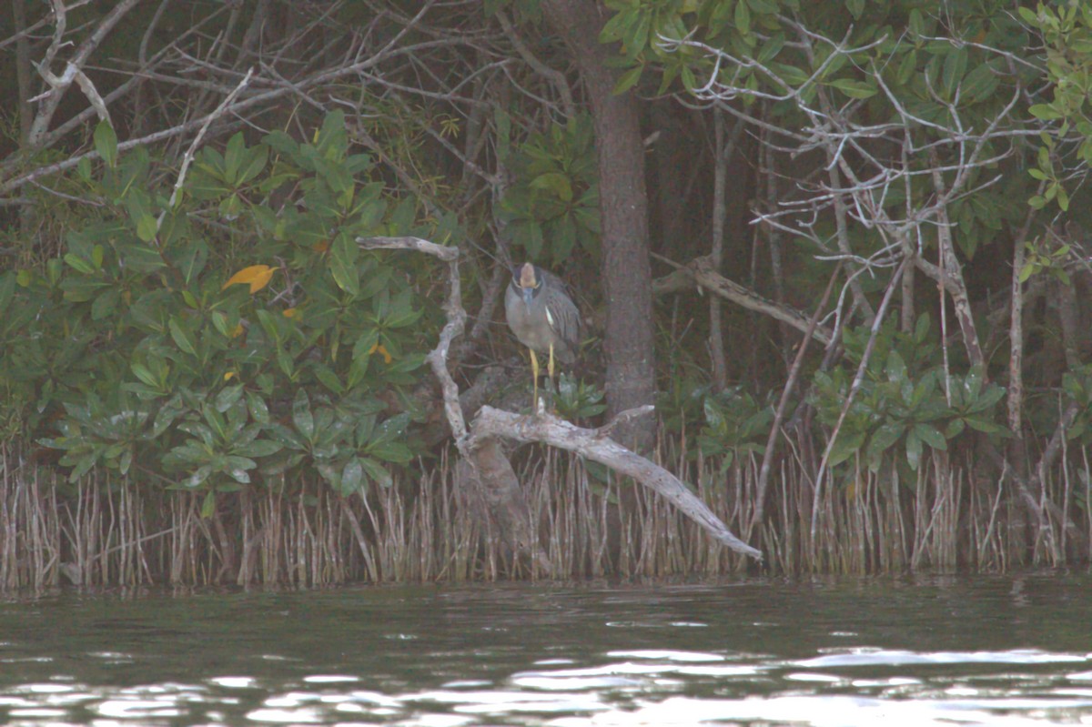 Yellow-crowned Night Heron - Gareth Morris-Hale