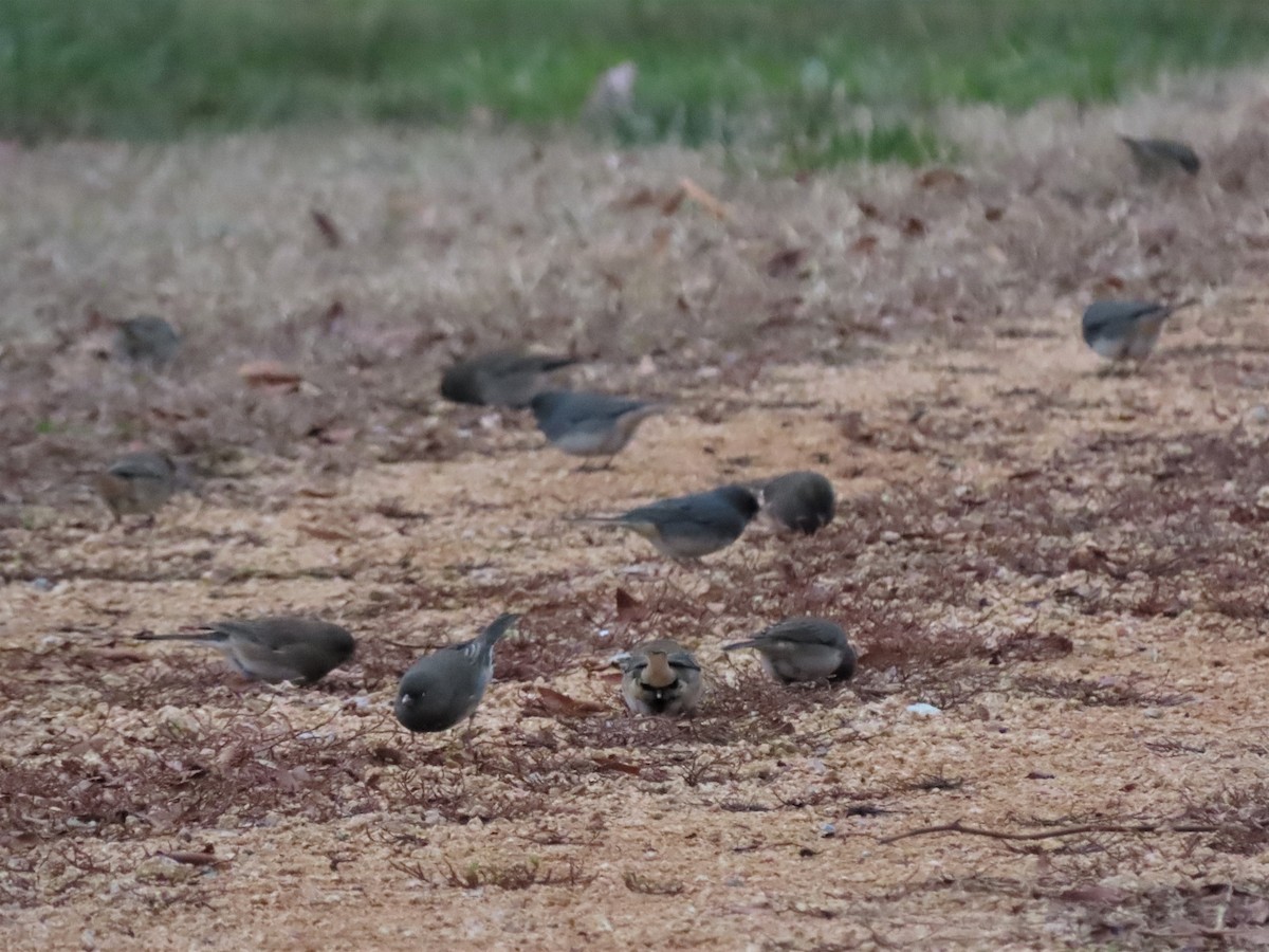 Junco Ojioscuro - ML515042041