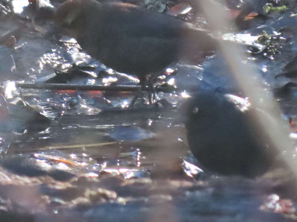 Rusty Blackbird - ML515042691