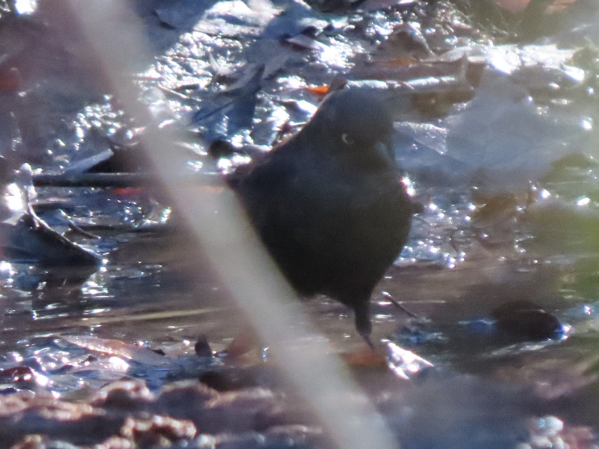 Rusty Blackbird - ML515042701