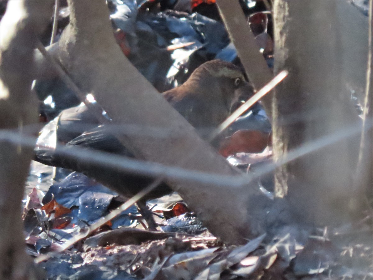 Rusty Blackbird - ML515042711