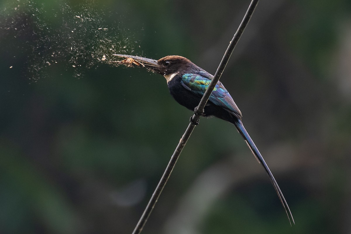 Paradise Jacamar - João José Soares Jr