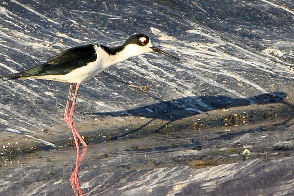 Black-necked Stilt - ML515042931