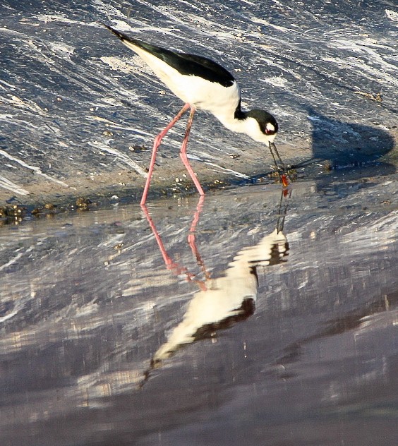 Black-necked Stilt - ML515042941