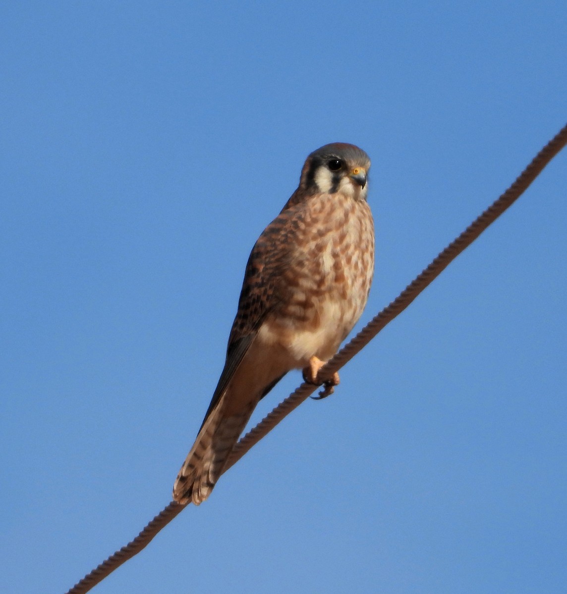 American Kestrel - ML515043151