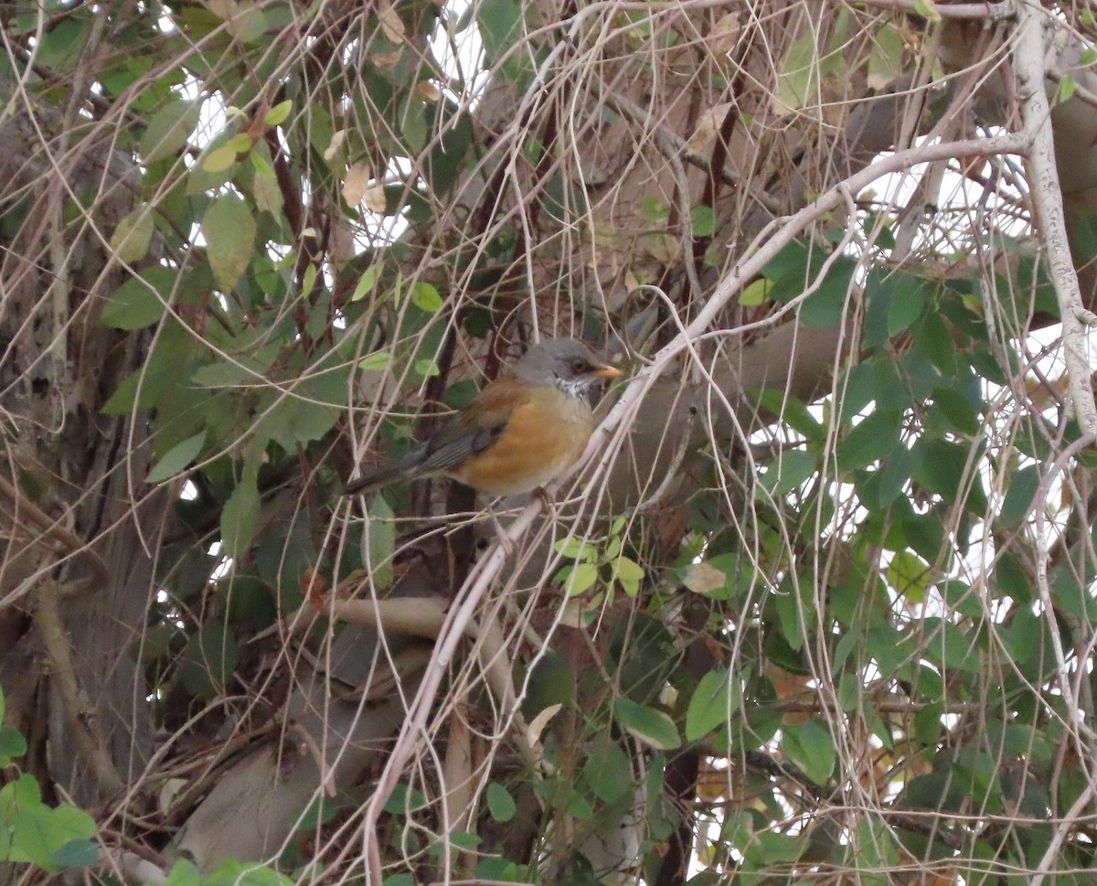 Rufous-backed Robin - Paul Lehman