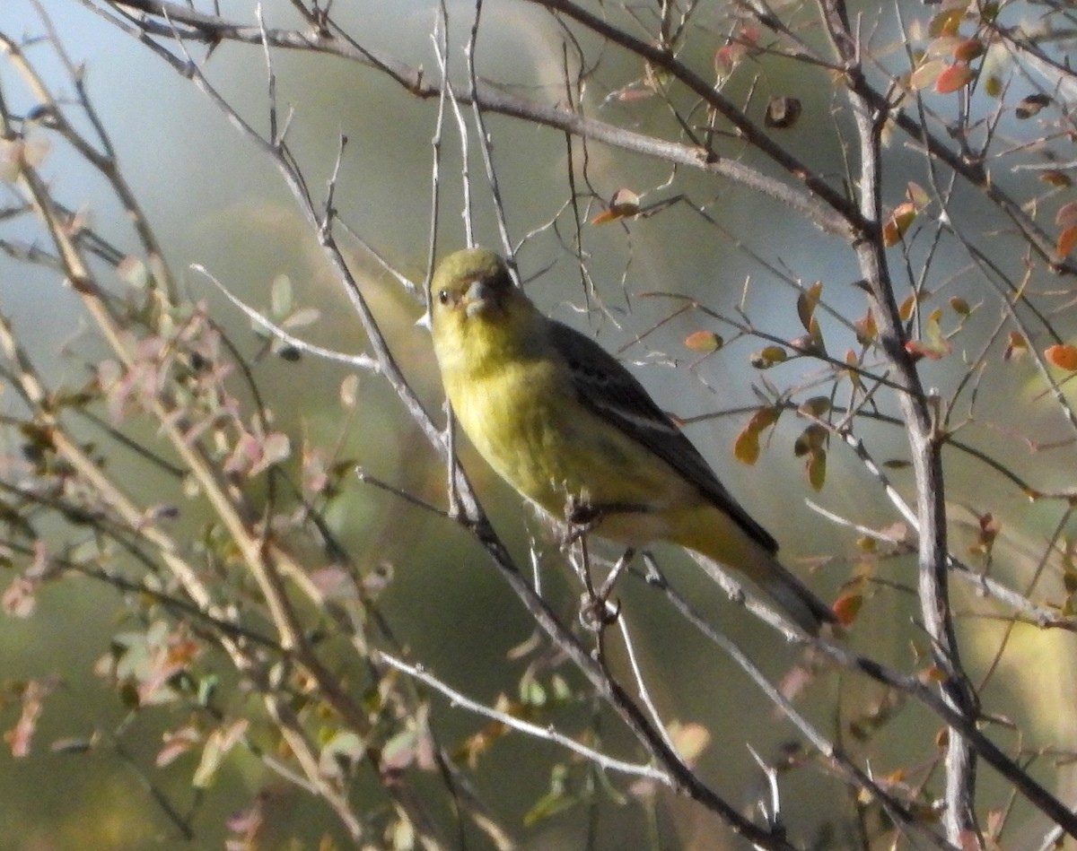 Lesser Goldfinch - ML515043451