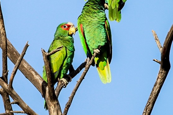 White-fronted Parrot - Sky Schipper
