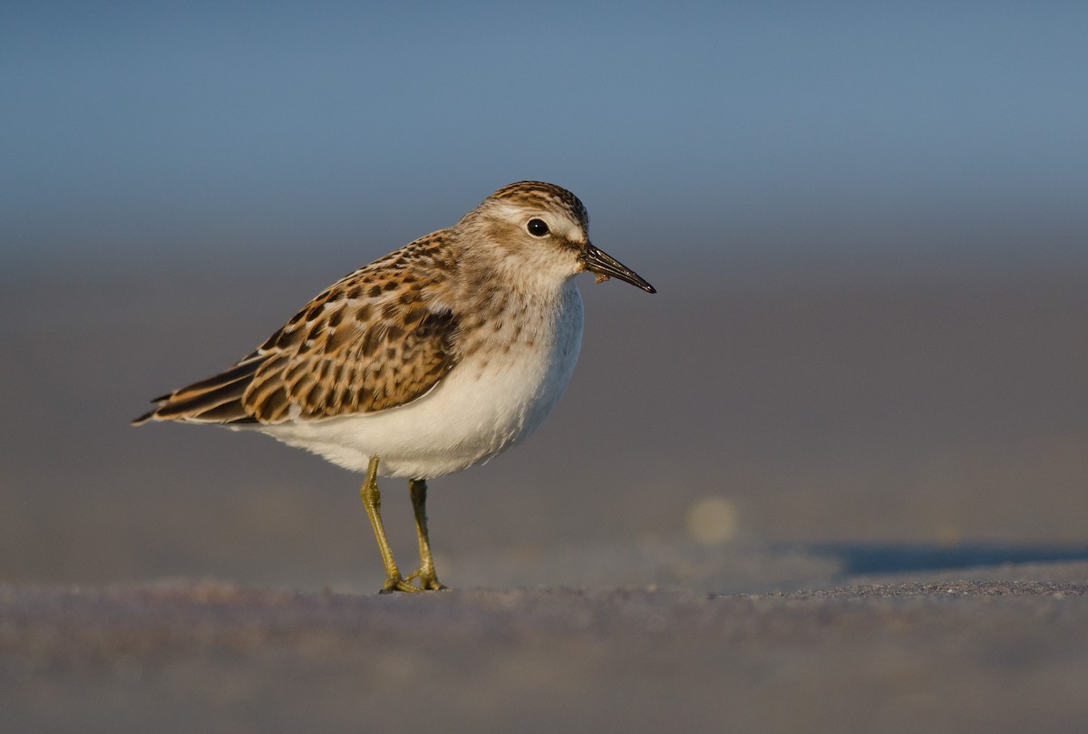 Least Sandpiper - Alix d'Entremont