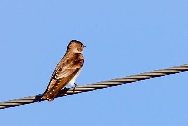 Northern Rough-winged Swallow - Sky Schipper