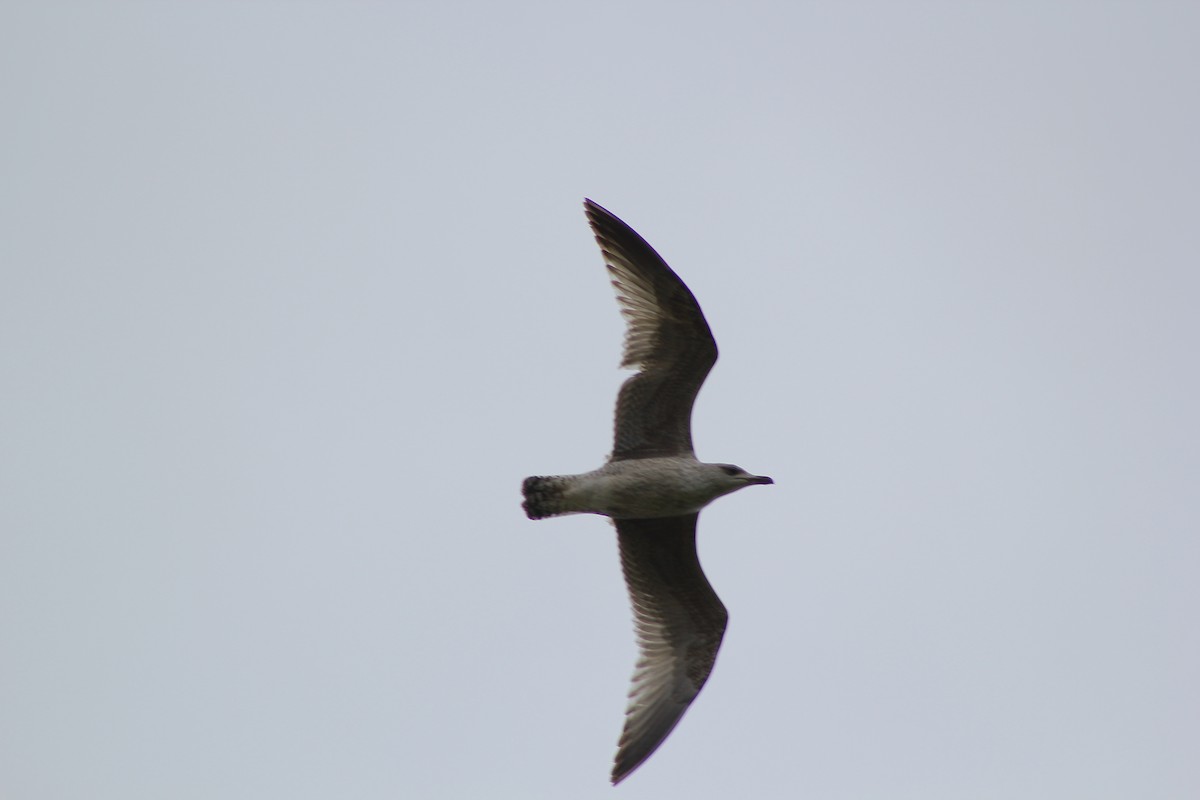 Great Black-backed Gull - ML51504471