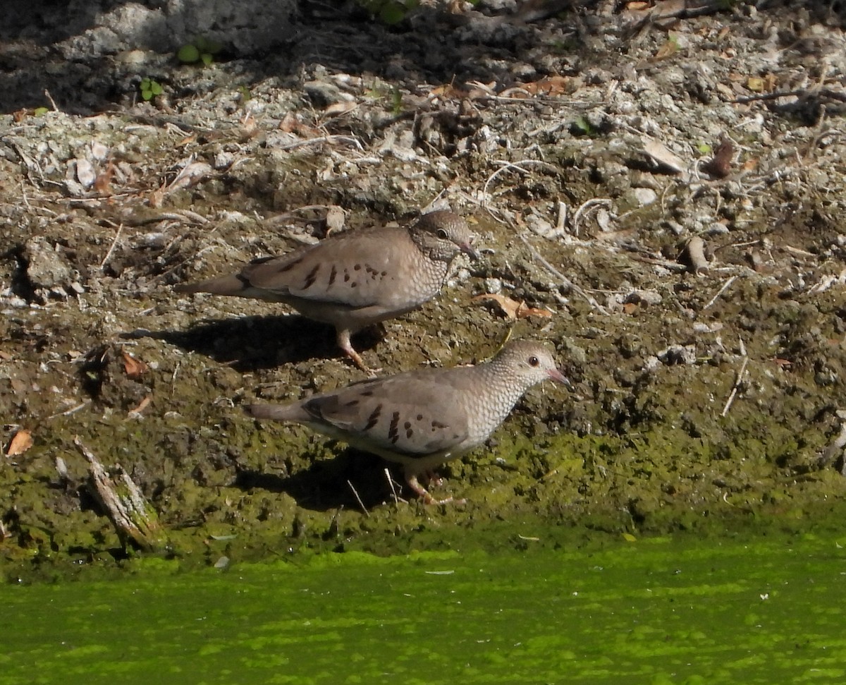 Common Ground Dove - ML515044981