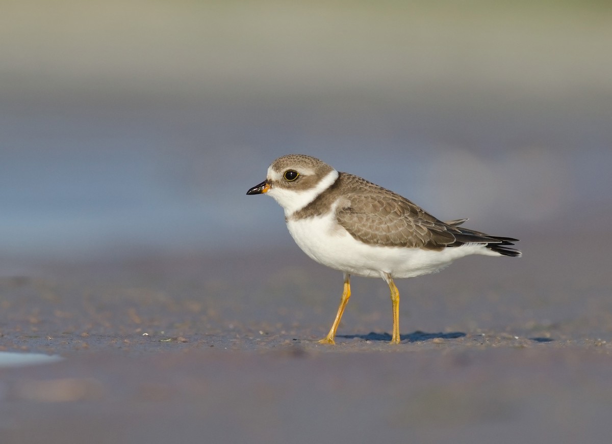 Semipalmated Plover - ML51504511