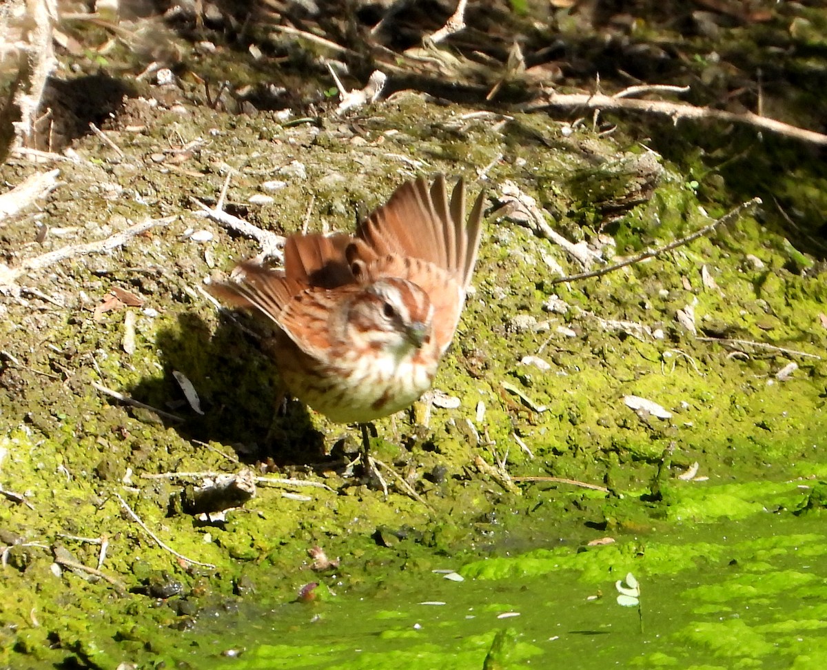 Song Sparrow - ML515045691