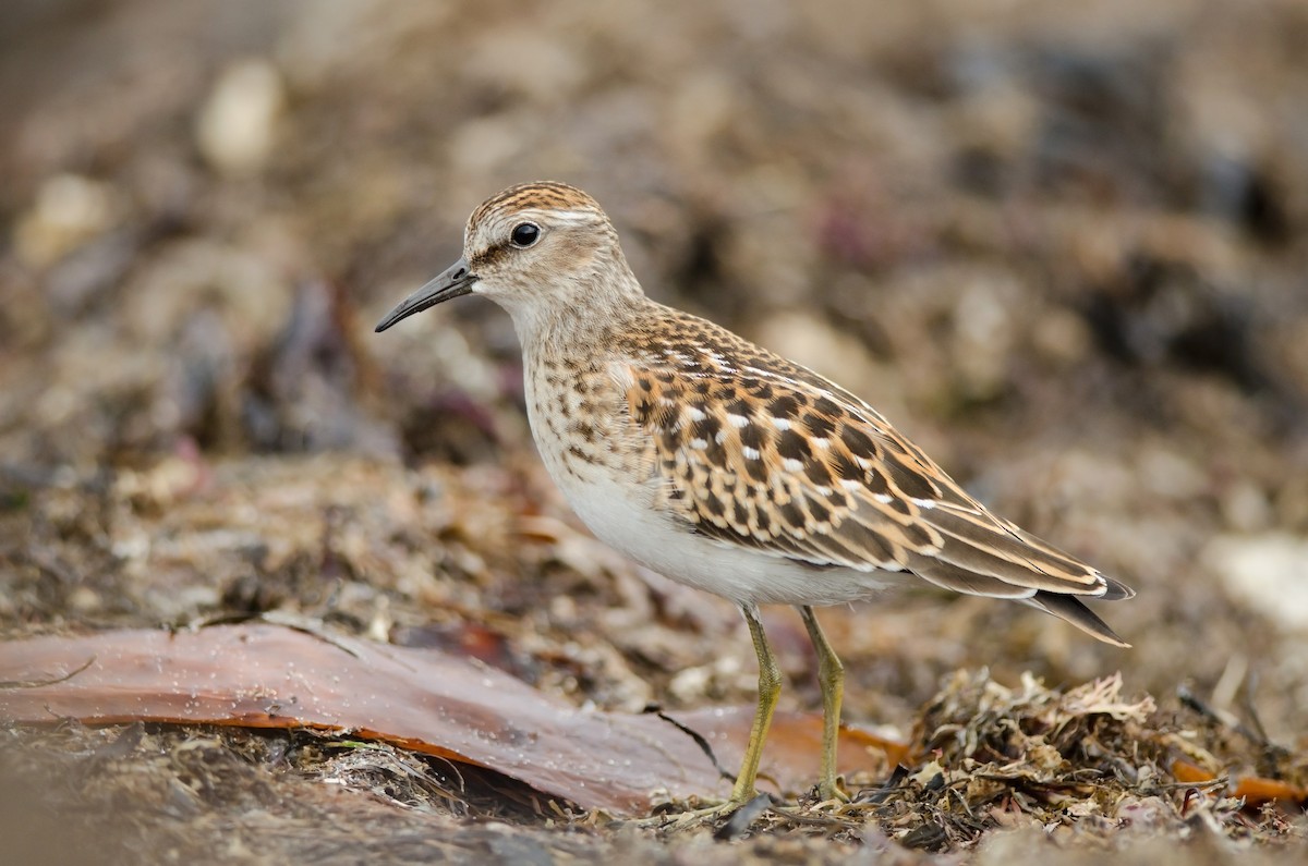 Least Sandpiper - Alix d'Entremont